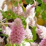 Ptilotus extenuatus Flor