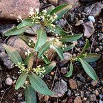 Croton insularis Habit