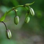 Lilium martagonফুল