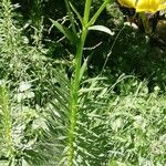 Lilium pyrenaicum Blatt