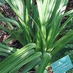 Crinum amoenum Leaf