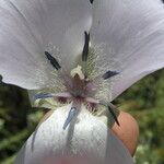 Calochortus splendens Květ