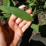 Setaria barbata Blad