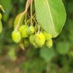 Viburnum lentago പുഷ്പം