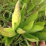 Asclepias viridis Fruit