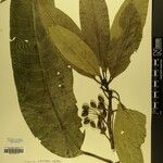Daphniphyllum himalense Nyingine