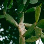 Opuntia cochenillifera പുറംതൊലി