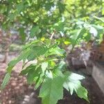 Acer tataricum পাতা