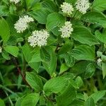 Cornus sericeaBloem