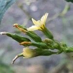 Lactuca serriola फूल