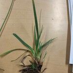 Carex nigra Blatt