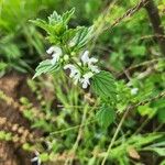 Leucas glabrata Blomma