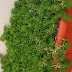 Sedum japonicum Siebold ex Miq.Blatt