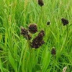 Plantago atrata Flower