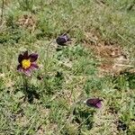 Anemone montana Цвят