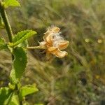 Hibiscus aponeurus Fruit