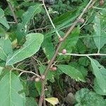 Elaeagnus multiflora Ffrwyth