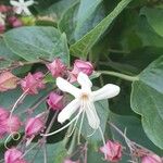 Clerodendrum trichotomum Bloem