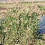 Phragmites mauritianus Habit