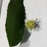 Quercus acutissima Lapas