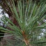 Pinus monticola Hoja