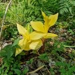 Linum campanulatum Blatt