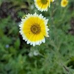 Layia platyglossa Flor