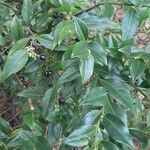 Sarcococca ruscifolia Blad