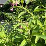 Iochroma cyaneum Blomma