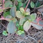 Crassula multicava Leaf