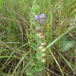 Scutellaria drummondii Yeri