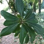 Pittosporum tobiraLeaf