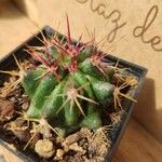 Ferocactus pilosus Ліст