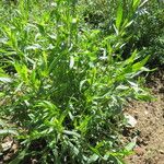 Artemisia dracunculus Natur