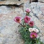 Ranunculus glacialis Blüte