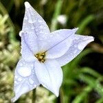 Ipheion uniflorum Flor