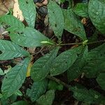 Aulacocalyx caudata Leaf