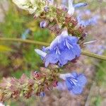 Salvia uliginosa Bloem