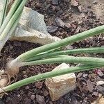 Dracaena volkensii Hostoa
