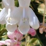 Morina persica Flower