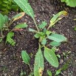 Meconopsis grandis Blatt