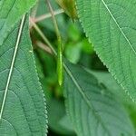 Impatiens arguta Fruto