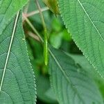 Impatiens arguta Fruit