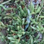 Carpobrotus acinaciformisBlad