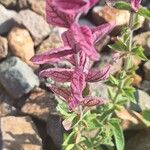 Salvia viridisFleur