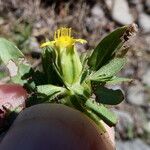 Pectis prostrata Flor