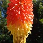 Kniphofia uvariaЦветок