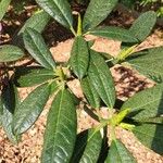 Rhododendron argyrophyllum Leaf