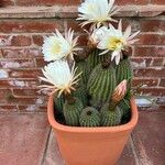 Echinopsis spachiana Листок