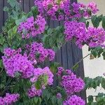 Bougainvillea glabra Kukka